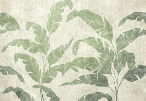leaves shadow